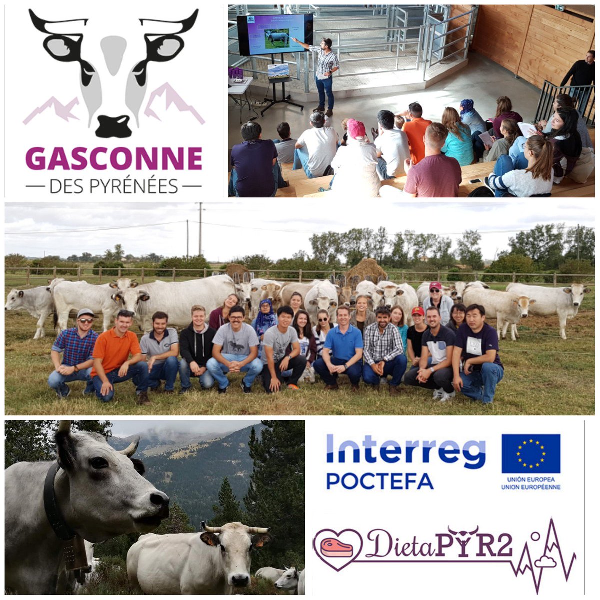 GermainTesniere's tweet photo. Very pleased to welcome the students of the #EURAMA master @EcoledePURPAN coming from 11 countries! Discovering the breed #Gasconne des #Pyrénées 🐮 #pastoralism & local breeds ⛰🐃 ! 🇧🇷🇨🇦🇨🇮🇩🇪🇹🇳🇲🇳🇵🇱🇹🇼🇺🇸🇧🇩🇫🇷 #DIETAPYR2 🇪🇺 #poctefa @Interreg_eu @INTERREGTweets https://t.co/fjGLlTVMhO
