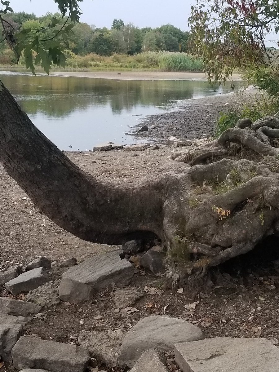 Shayminn's tweet image. 🐘#ElephantTree🐘