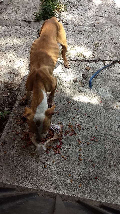 24 Morelos tweet media