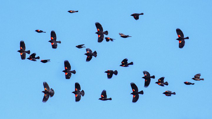 CaraSantaMaria's tweet photo. North America has lost a quarter of it's birds in 50 years.
#BirdSpecies #BirdPopulation #BirdDecline #AnimalSpecies
https://t.co/fWZWdUAXW2 https://t.co/OclSYIm3L8