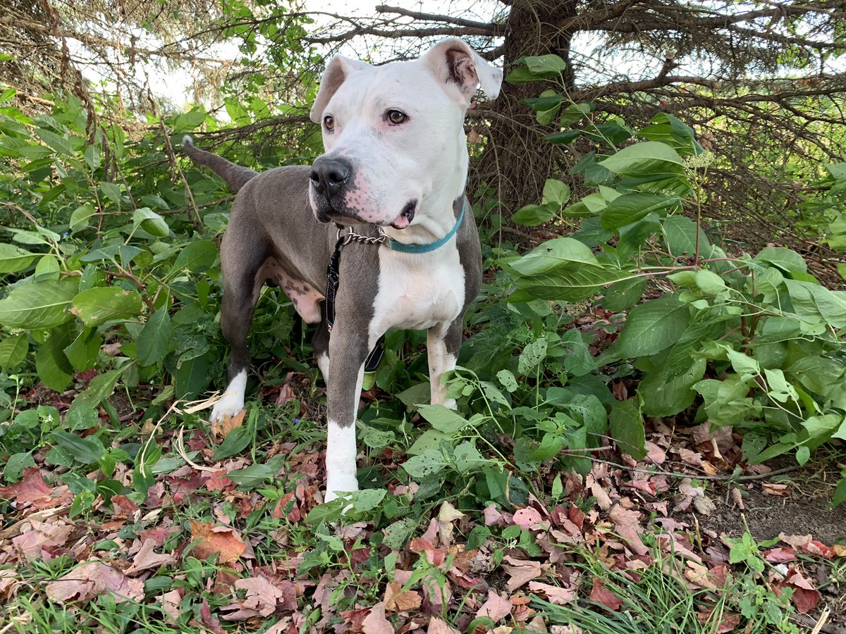 WCHS1's tweet photo. Check out two of our available dogs. Ruckus is a 10 year old cuddle bug and France is a 5 year old handsome man. Both are waiting for their forever homes. #wchsadopt https://t.co/dkDYzFvOIQ
