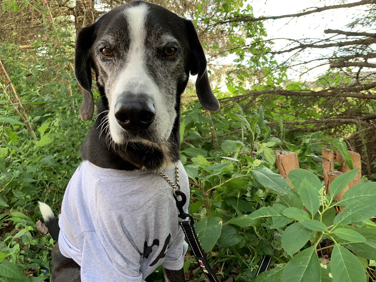 WCHS1's tweet photo. Check out two of our available dogs. Ruckus is a 10 year old cuddle bug and France is a 5 year old handsome man. Both are waiting for their forever homes. #wchsadopt https://t.co/dkDYzFvOIQ