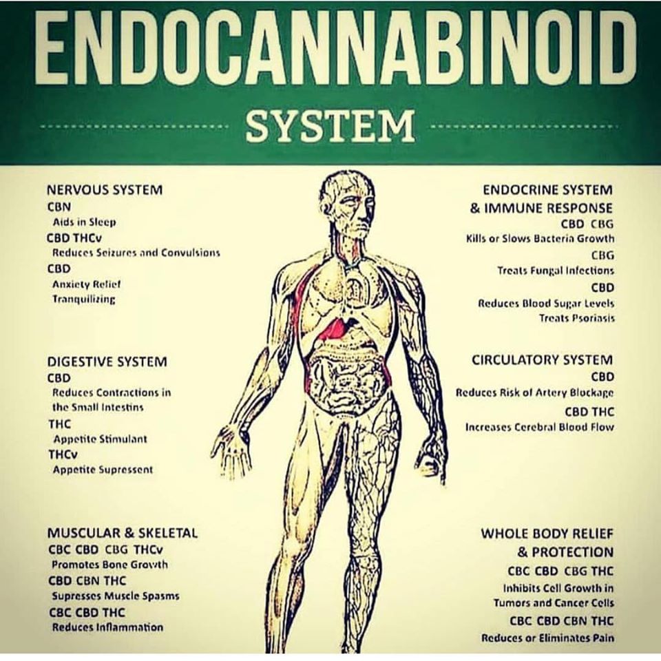 WeedzMagazine.com (@weedzmagazine) on Twitter photo 