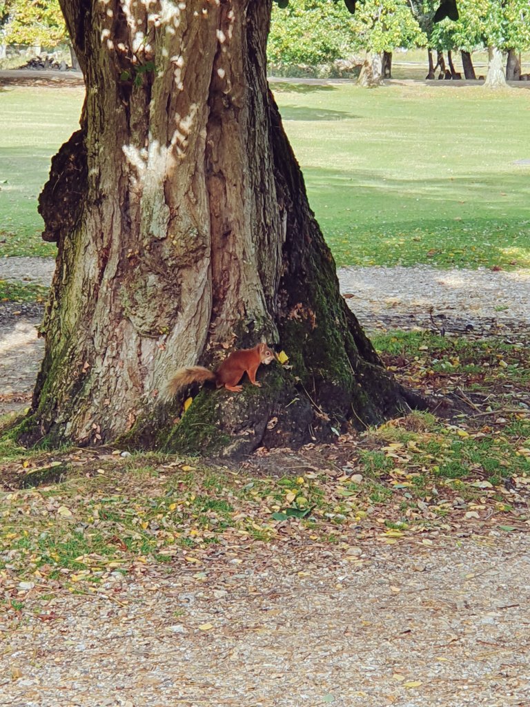 #RedSquirrelAwarenessWeek #redsquirrelweek @BrownseaIslandO @Brownseablog spot the red squirrel...#WildBrownsea #islandlife #landoutdoorsnature