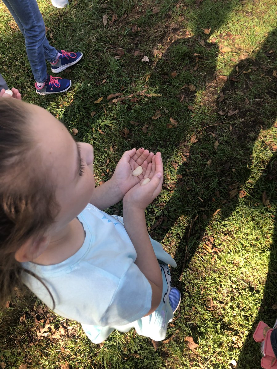 2AHappenings's tweet photo. What a perfect day to visit the Morton Arboretum and learn all about Terrific Trees! We learned how seeds travel, how to identify different types of Oak trees and enjoyed lunch outside. 🌳🍂🌱🍁🌳 https://t.co/43LNfC2jZy