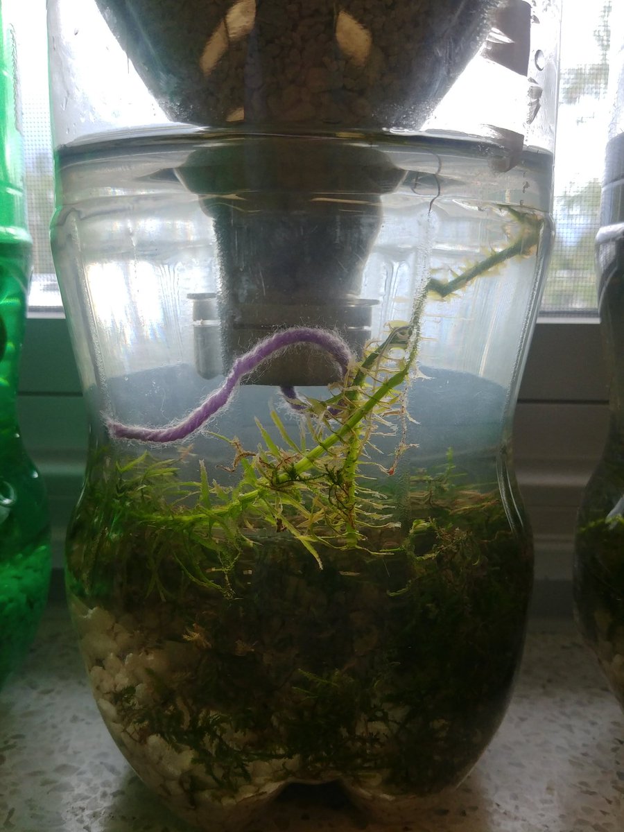 TosCentral67's tweet photo. Four of our Bottle Biospheres are ready to go! Now to observe... #science #ecosystems @SCDSB_Schools @TosorontioPS https://t.co/BHq30GbS7I