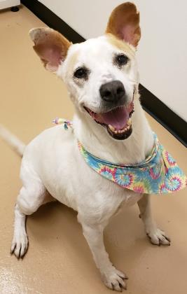 halo rescue metro center