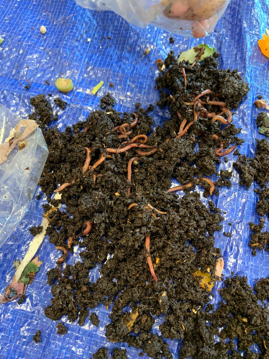 CCohron's tweet photo. #wegotworms ๐๐ผ and are so thankful for Danielโs mom for teaching us about worms and composting! We canโt wait to watch, observe, and put our organic soil to use in our @SoutheasternEl1 garden beds! #Sustainability #composting #worms https://t.co/grDeMpoqzl