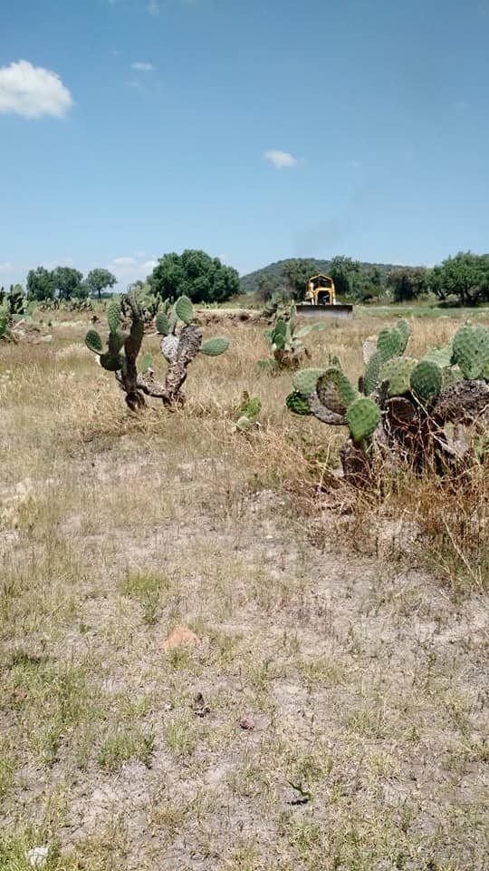 JaimeHerediaAng's tweet photo. La limpieza y subsolado del suelo en terrenos agrícolas favorece el desarrollo de raíces, además de aumentar la profundidad y capacidad de aire.

La Coordinación de #FomentoAgropecuario apoya al #SectorAgricola en los ejidos de la comunidad de #Atlatongo. https://t.co/0RL3QKYfZm