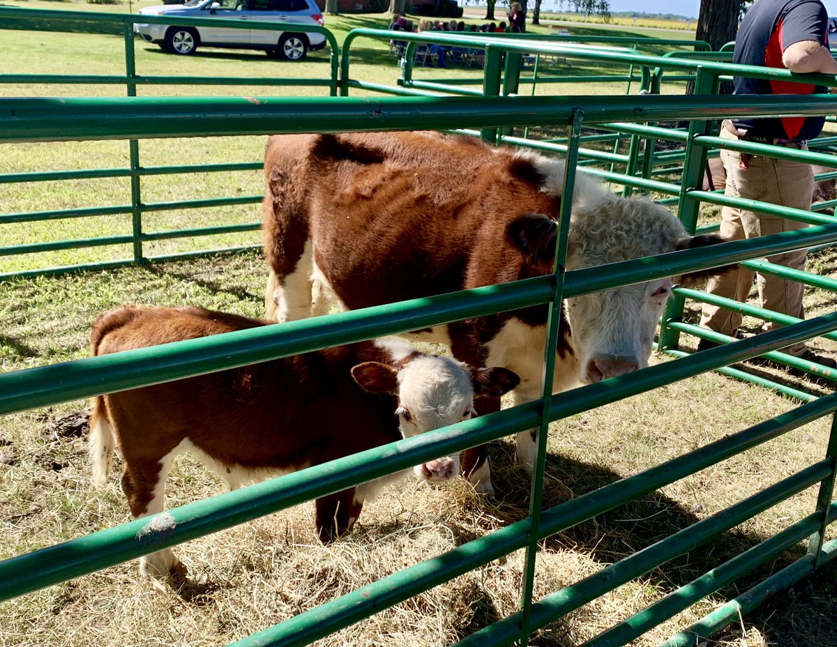 JessSoule7's tweet photo. Getting to spend the day with Michelle, the 550lb Duroc, and Ginger &amp; Ale, mini Herefords. Not so bad ☀️ https://t.co/Q8Rsu4cITI