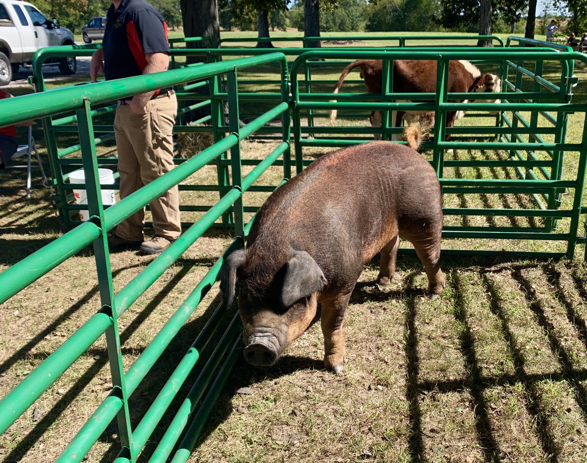 JessSoule7's tweet photo. Getting to spend the day with Michelle, the 550lb Duroc, and Ginger &amp; Ale, mini Herefords. Not so bad ☀️ https://t.co/Q8Rsu4cITI