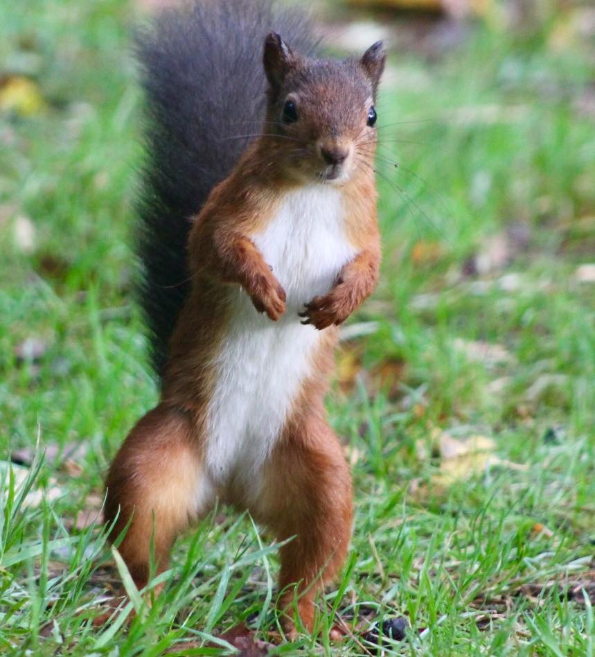 You talking to me ! Gorgeous little Red Squirrel at Eskrigg Nature Reserve at Lockerbie, Scotland #savingscotlandsredsquirrels #redsquirrels #NaturePhotography #Eskriggnaturereserve #VisitScotland #VisitDumfriesandGalloway