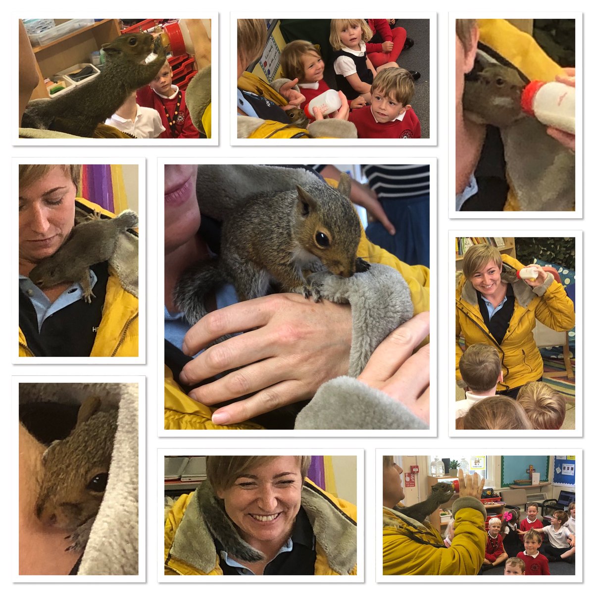 StDavidsCIW's tweet photo. Derwen and Blodau had a little visitor today. Gwiwer babi. We found out that a squirrel lives in a โdrey.โ This is made of twigs, dry leaves and grass in a fork or hole in a tree. Did you know a baby squirrel is called a pup and they are born pink and hairless? #wiwer https://t.co/PcwyoKp7TY
