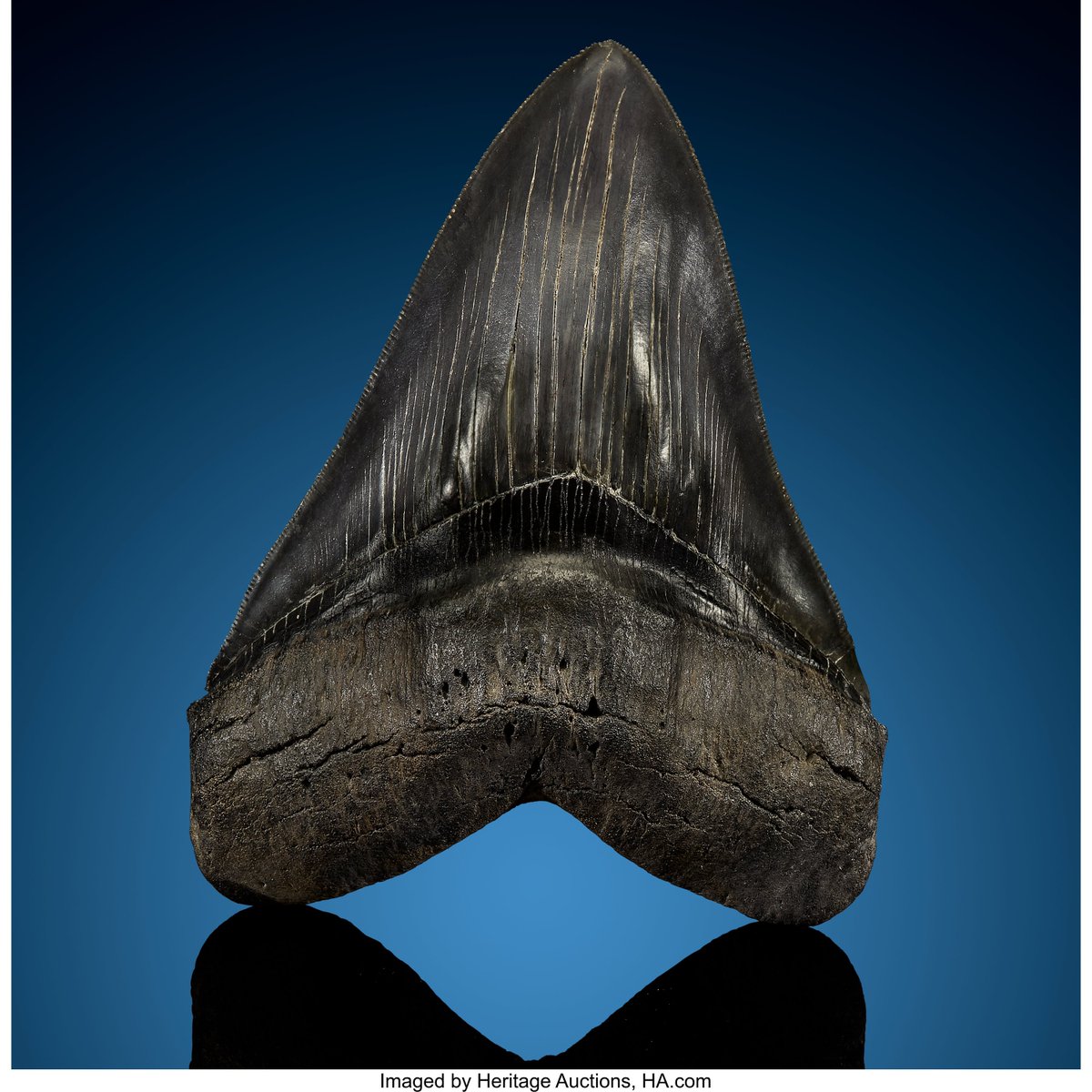 HeritageAuction's tweet photo. Megalodon Shark Tooth
Carcharocles megalodon
https://t.co/HMhIZI62Lz
#HeritageAuctions #HANatureandScience #MegalodonSharkTooth #Fossils #RareFossils https://t.co/eIyOcntnQH