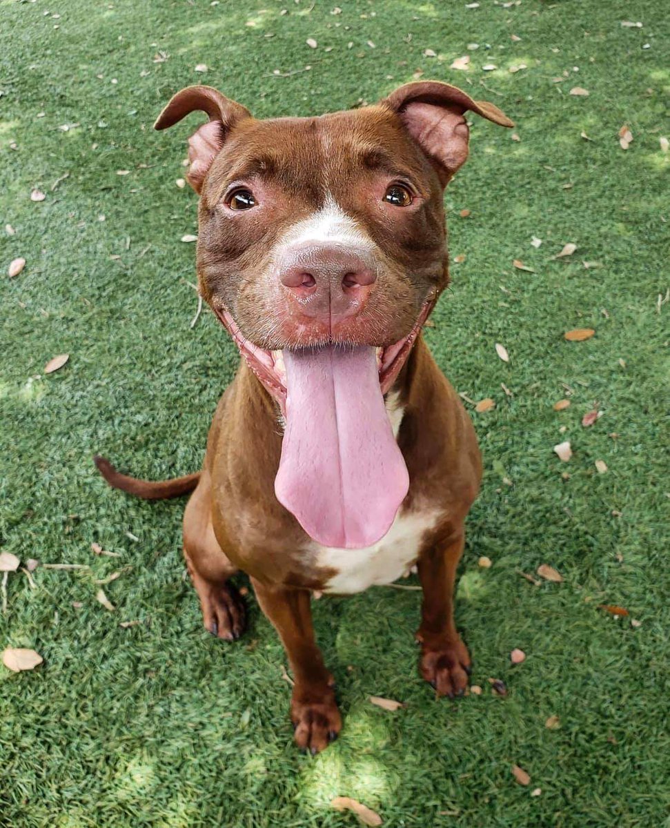 Orlando-Urgent Dogs tweet media