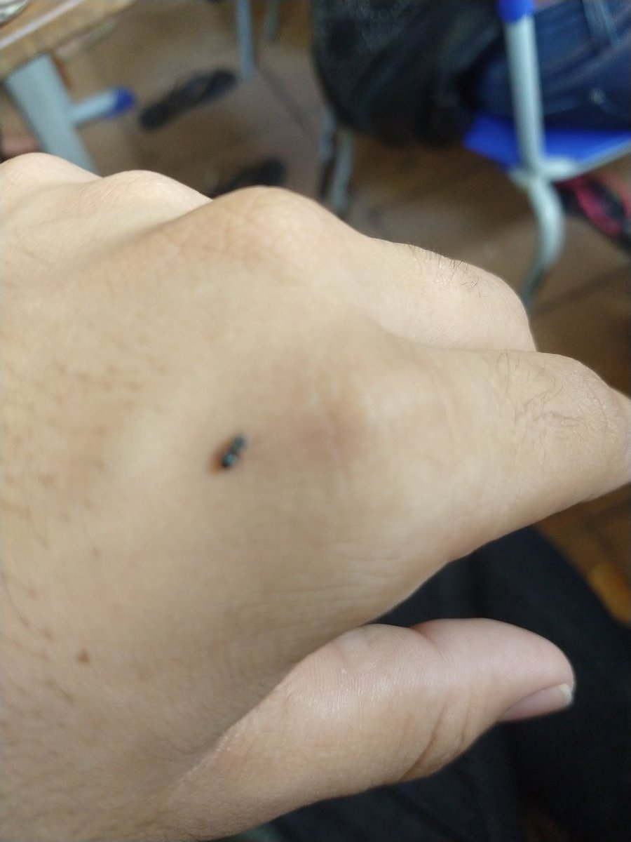 YKetsui's tweet photo. Xonei nessa formiga hj por eu ter colocado ela num canto pra ir embora e ela voltou, fui mostrar pra uma amiga e ela matou a formiga, eu tô MT triste e desejando q ela seja uma smilinguido pra alguma praga cair sobre ela por ter matado minha formiguinha ;---; https://t.co/oWvudoZWVU