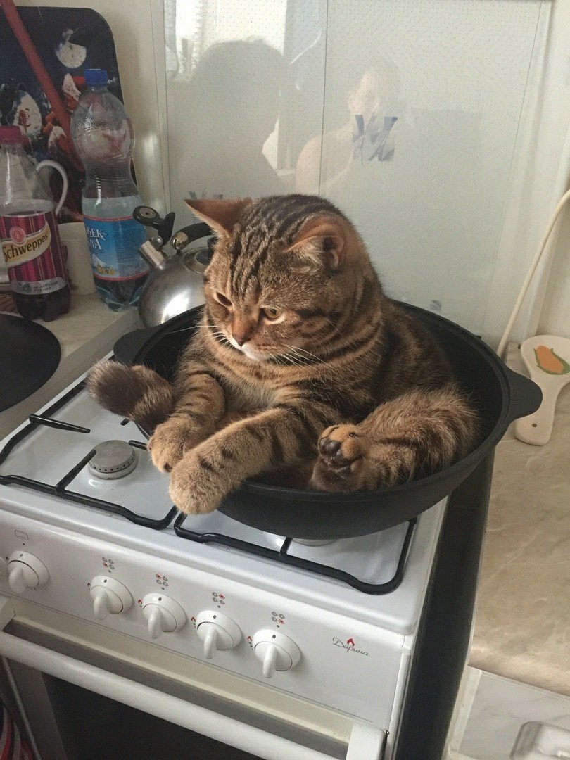 Neskuchnay071's tweet photo. Мой кот "Кокос"  думает, что этот казан купили исключительно для него. 
Здесь с ним и не поспоришь. https://t.co/5b6eX5xfbT