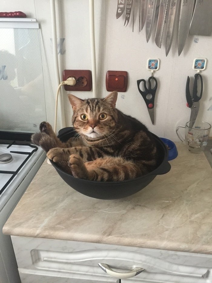 Neskuchnay071's tweet photo. Мой кот "Кокос"  думает, что этот казан купили исключительно для него. 
Здесь с ним и не поспоришь. https://t.co/5b6eX5xfbT