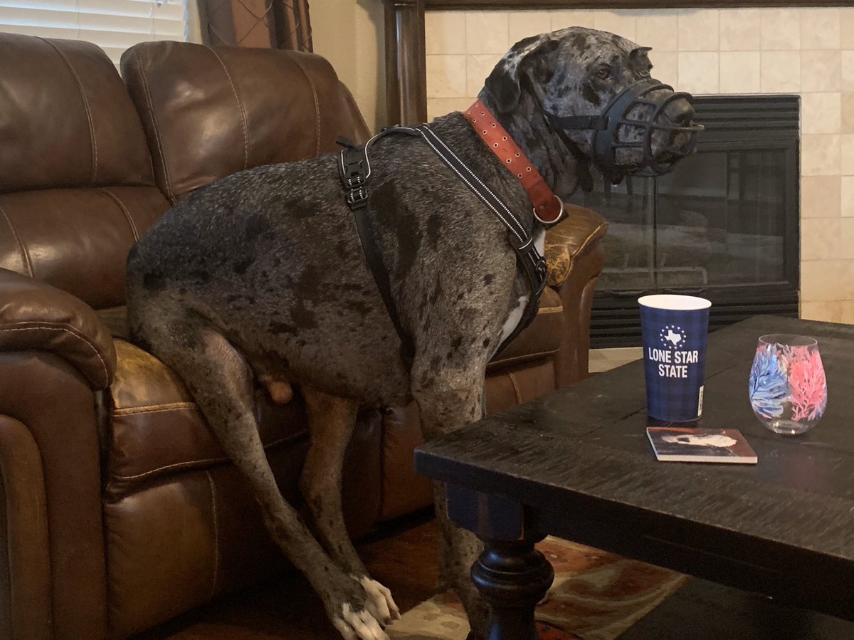 SQLMMA's tweet photo. @BethStern This is Merle sitting on his couch. https://t.co/J8b27zEfCd