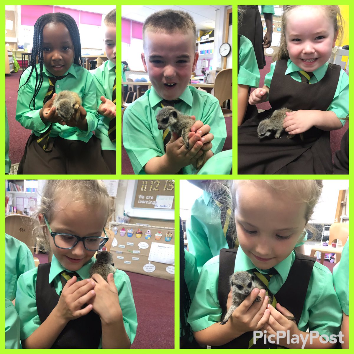 StBrendansPS's tweet photo. Under careful supervision, P2/1 enjoyed #meerkat handling and interaction this week 🥰 #animaltherapy #responsiblechildren 🥰 https://t.co/AMAwxoMDp6