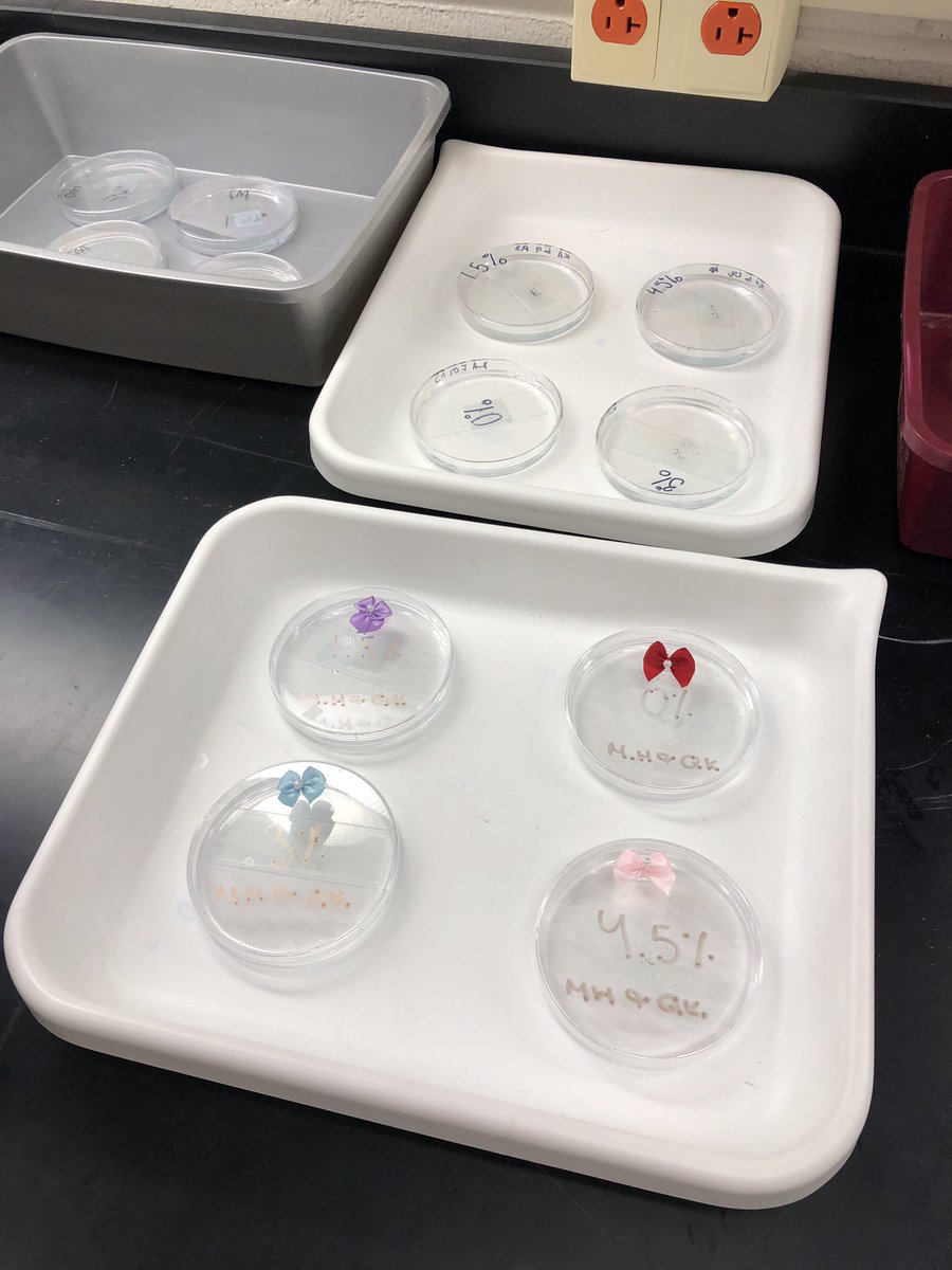 lphelps515's tweet photo. AP Biology testing brine shrimp hatchling rates in different salinities, and Biology classes exploring the unique properties of water! Yes, they brought in bows for the babies! #rapidpride https://t.co/12H5VZrE3d