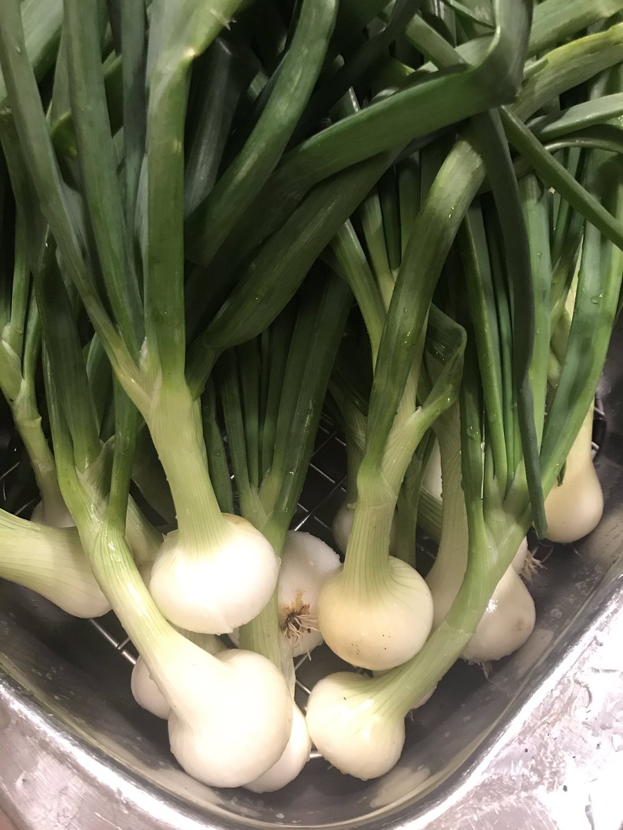 NoftallClass's tweet photo. A great harvest from Gullies Garden this year! Our potatoes, beets and onions were donated to the CBS Food Bank!🥔🌿@UGEABC @NLESDCA @CorpsNL #community https://t.co/WNmgh49xjX