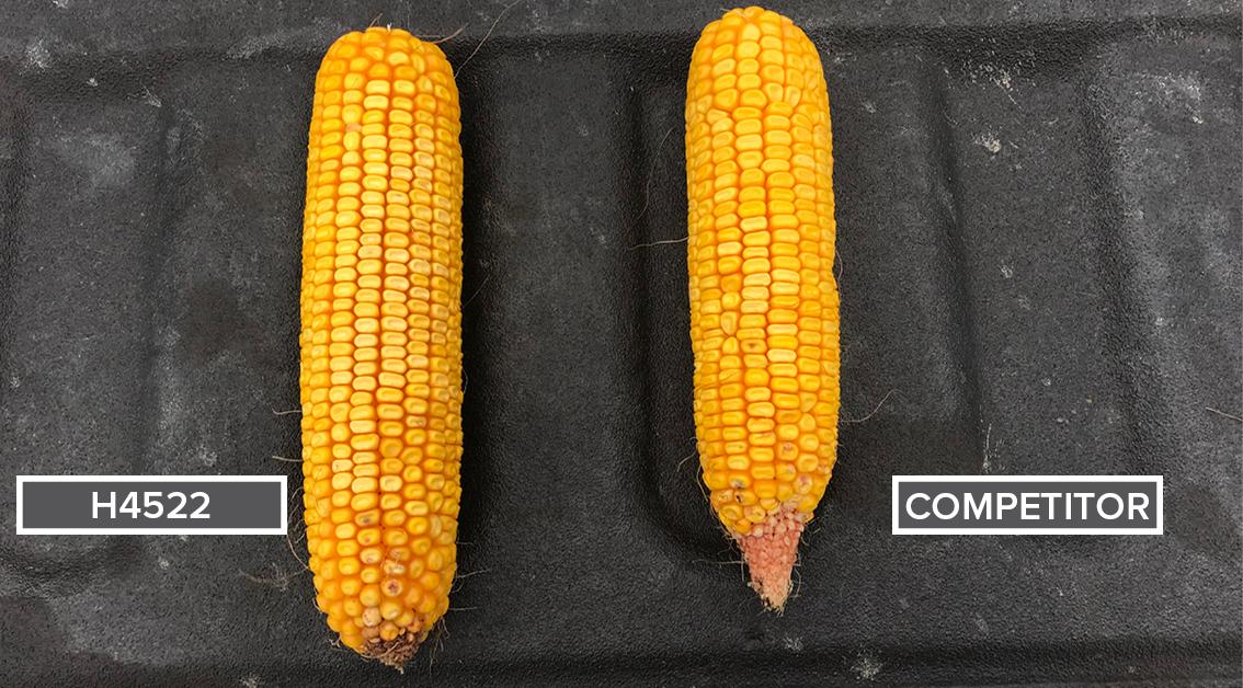 HeftySeed's tweet photo. This Beresford, SD grower agrees, H4522 is a home run hitter! Compared to a 98-day competitor, Hefty stood the test of stress. Learn more about H4522 and other hybrids online at https://t.co/dI7DZhW6fx #heftyseed #heftycorn #heftyyields #harvest19 https://t.co/yTqD0ZKiIz
