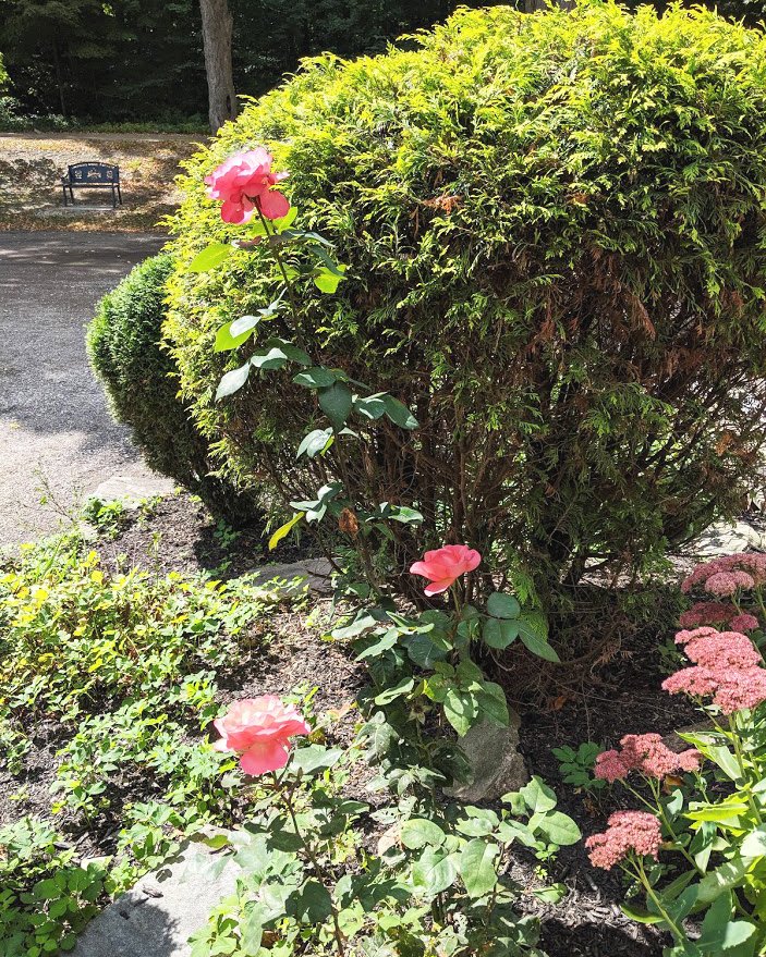 jakemanmaple's tweet photo. Fall may be upon us but the flowers are still blooming on the Farm! Such lovely weather for late September.
#JakemansMapleSyrup #maplefarm #giftstore #maplesyrup #roses #bushes #flowers #plants #takealoadoff #fallday #autumn https://t.co/fIGvG5YHKI