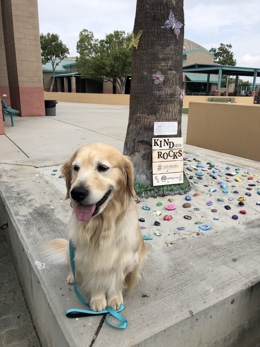 SharkDaisy1's tweet photo. Spread Kindness!  Come check out the kindness rock garden #SHSBeAShark @SantiagoSharks https://t.co/QgtJBbhDGK