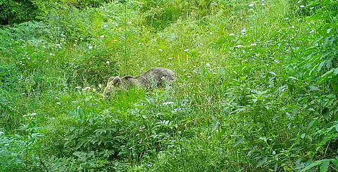 BulgarianBears's tweet image. This looks like a newly independent three-year old brown bear captured passing through the lush vegetation of an old orchard.