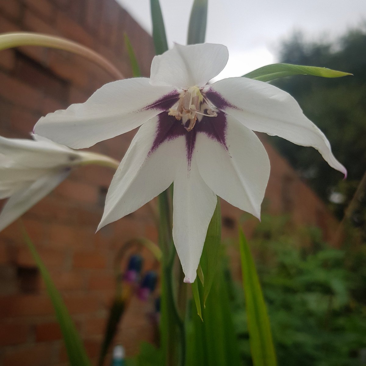 RhoRhoPhotos's tweet image. Loving the fact there are still a few remaining flowers opening up before winter fully arrives and we only have winter flowering plants #photography #rhorho #adventuresofrhorho