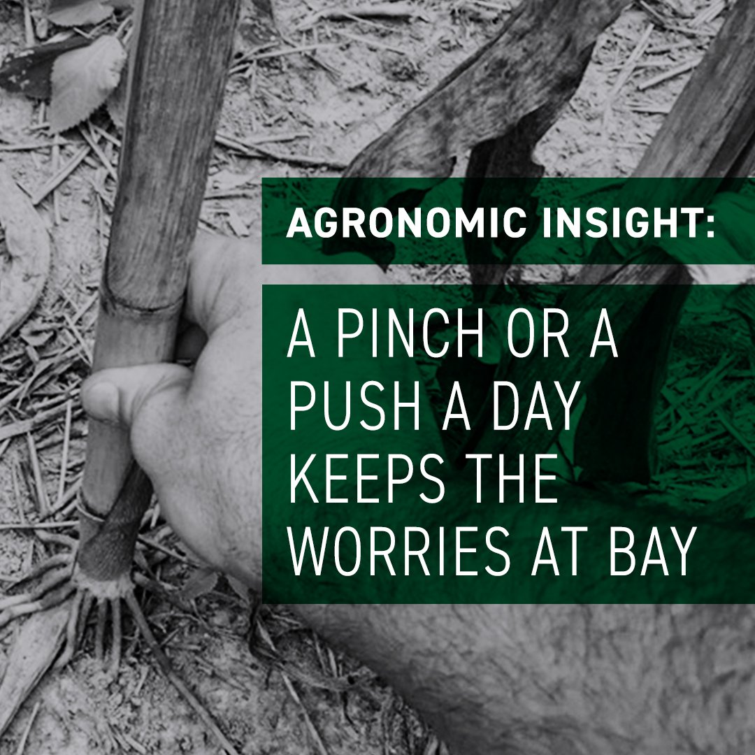 Make sure you are performing push or pinch tests to analyze stalk quality so you can make your harvest schedule. Don't be afraid to harvest higher moisture corn if you see stalk quality issues! #BecksAgronomy #BecksPFR #Harvest19 #HarvestReminders