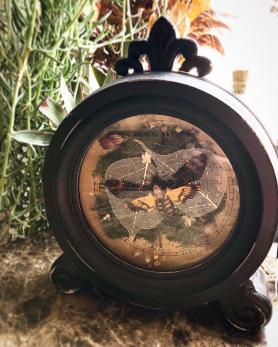 PastNeverSeen's tweet photo. Death moth clock piece made special for @abewitchingfete! #macabreartist #pastneverseen #horror #art #vintage #homedecor #terrarium #butterfly #flower #real #dried #taxidermy #macabre #time #clock #lavender #rose #nature #oddities #curiosities #moss #deathmoth #silenceofthelambs https://t.co/6dkNoBYVZ7