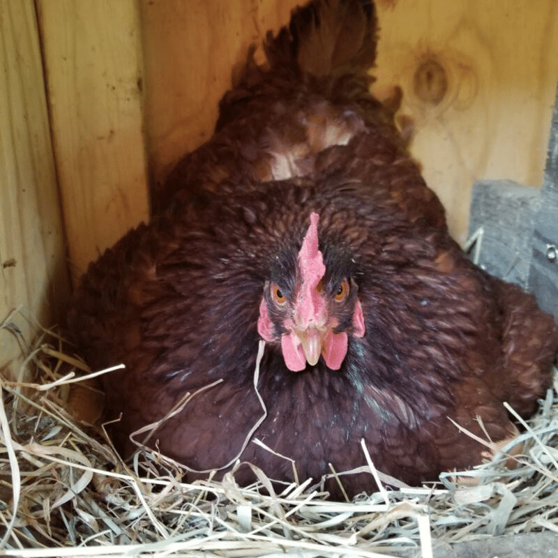 cchickens's tweet photo. Is your chicken dropping the ball by NOT dropping eggs? Have no fear! Michele Cook shares ideas for getting a broody hen off the nest. https://t.co/9rMCc27DSM https://t.co/0HEUlBllij