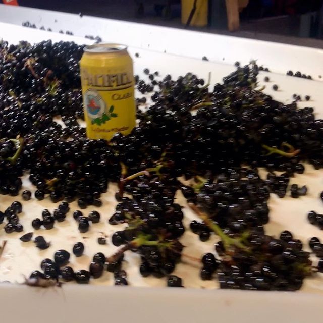 silaswines's tweet photo. Proper technique for sorting #PinotNoir. #Harvest2019 #OregonWine  #Winemaking101 https://t.co/MJYVI3YkVm https://t.co/5oWr70h2c1