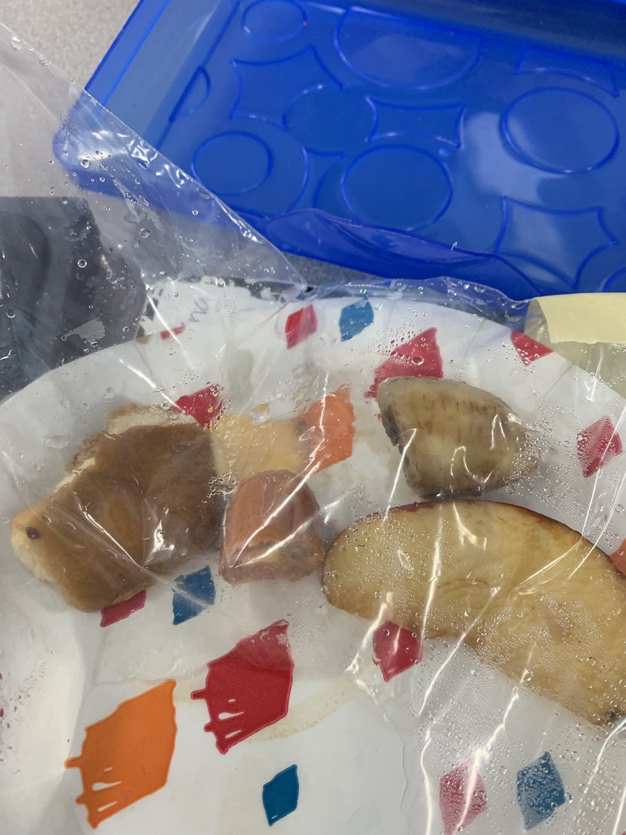 Moldy Food Investigation! We treated food w/ different variables to see what affected the rate of mold growth. We found today that cold temps are the best to keep the mold away! Results were super gross! <a href="/BeulahRalphElem/">Beulah Ralph Elem</a> #science101