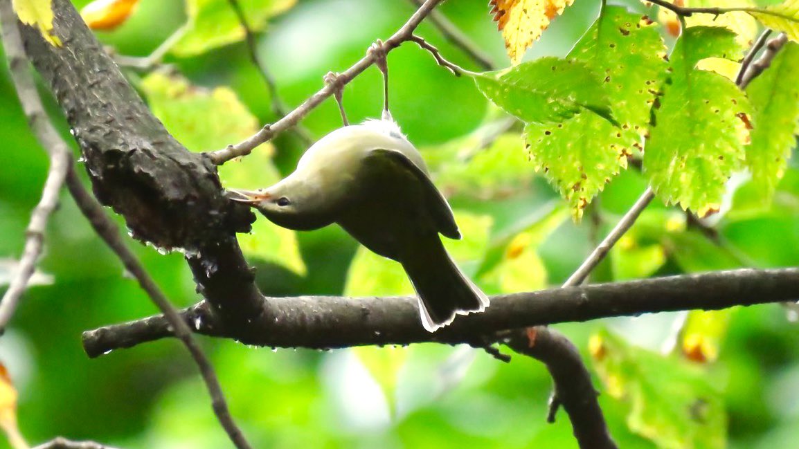 jhonny_2003's tweet image. Hanging out around Upper Lobe #TennesseeWarbler