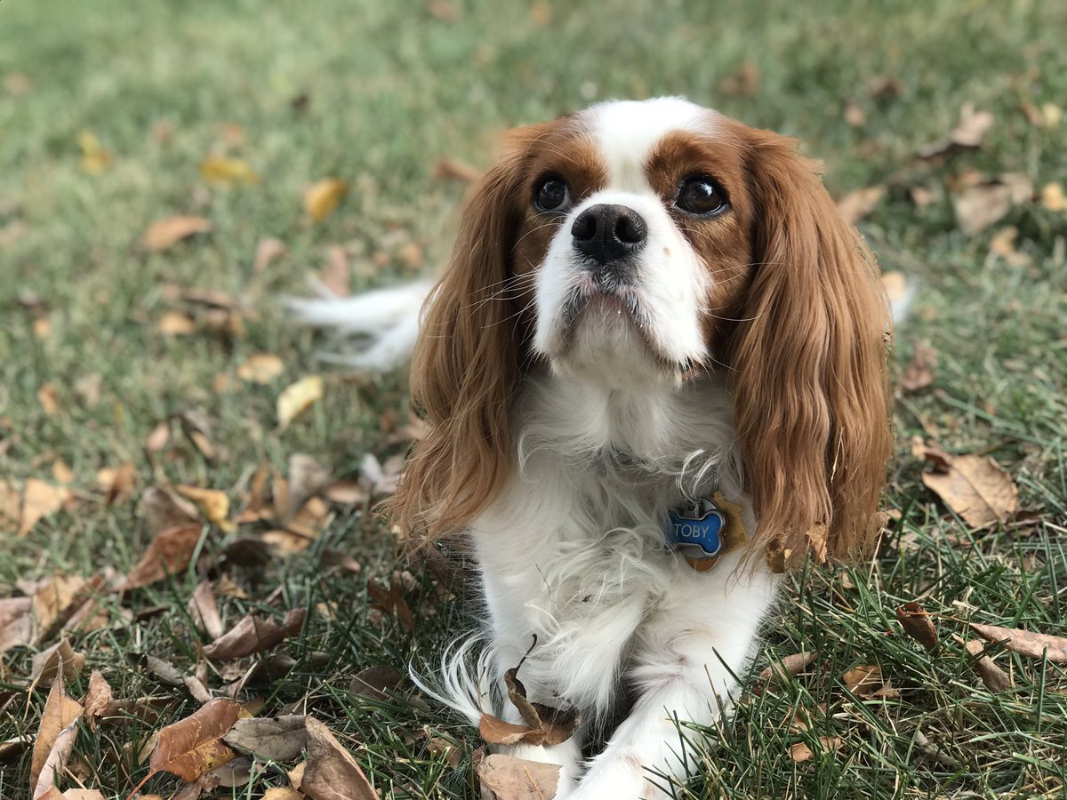 CavKingToby's tweet photo. Crunchy crunchy leaves time!  #cavpack #cavalierkingcharlesspaniel #CKCS #Autumn2019 https://t.co/Nr5ojPykOr