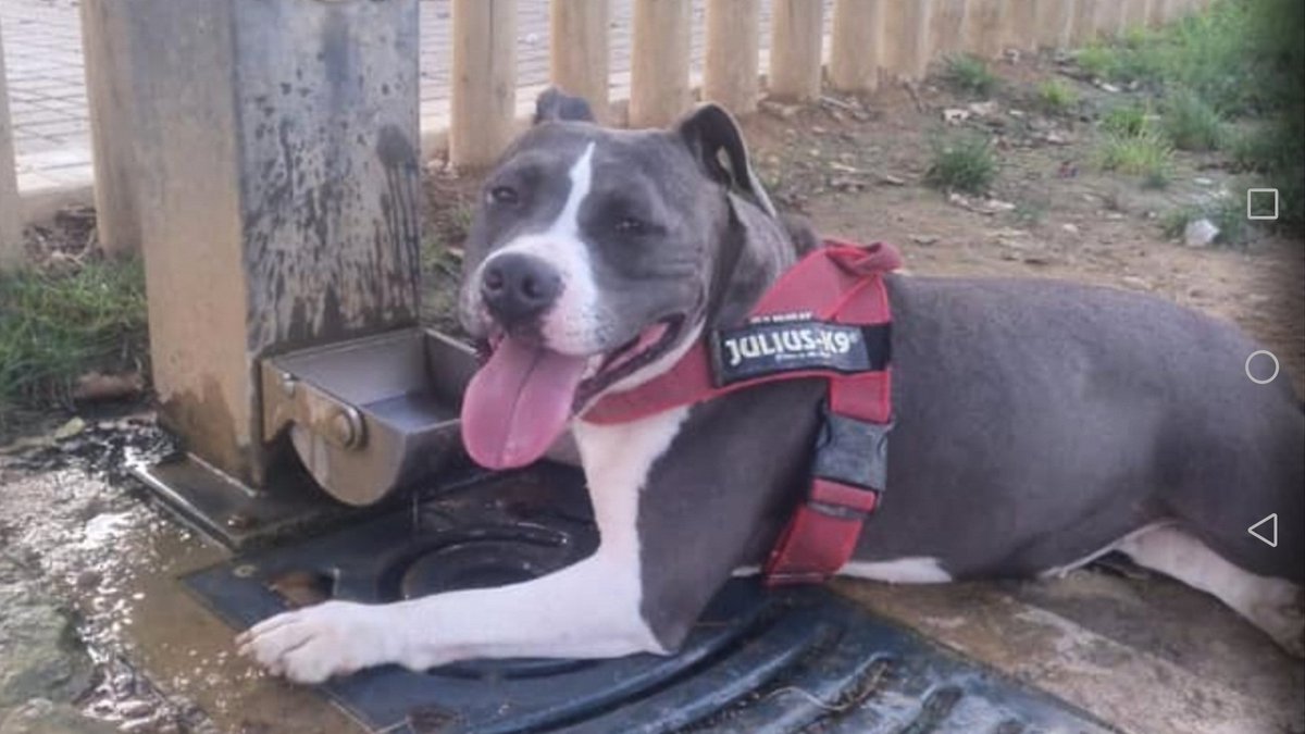 Bibi se ha perdido espantada por un ruido a Banyoles por la zona de la iglesia de Porqueres. Lleva el bozal puesto y la correa colgando. Tiene miedo a los humanos y puede que no se deje coger. Si la veis contactar al tf: 647013468
#banyoles #girona #xarxagironaperduts