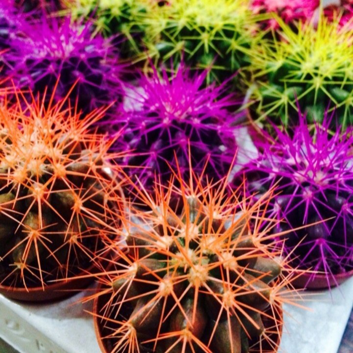 кактус эхинокактус грузони. кактус цветет. крашеные кактусы. эхинокактус грузони желтый. яркий кактус.