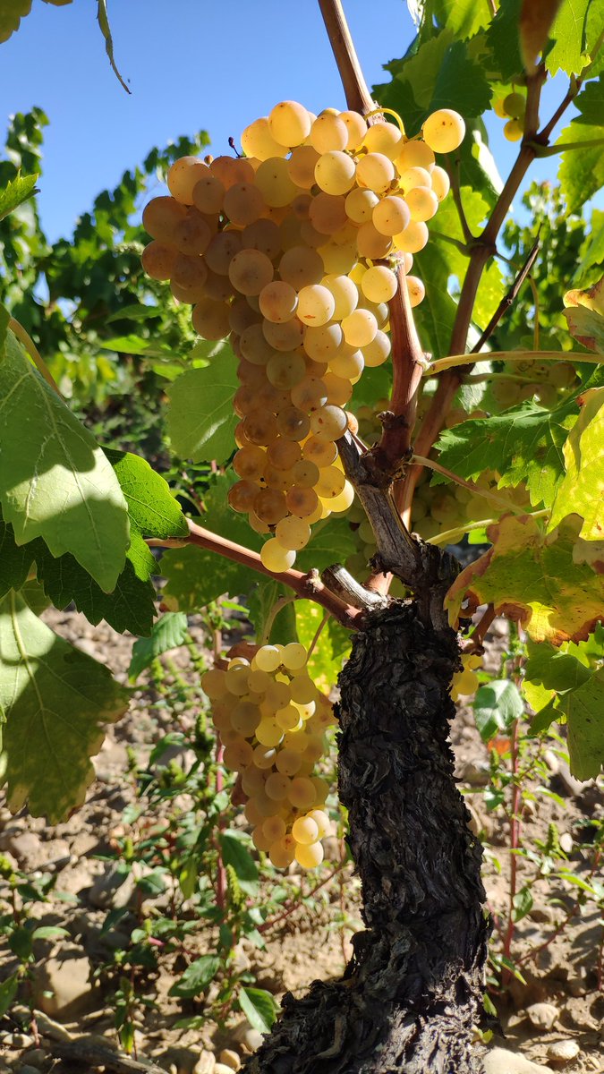TaboadaWine's tweet photo. Harvest starts for @BodegasTaron, in the Northwest extreme of #DOCaRioja. Viura vineyard beside the Hermitage of Our Lady of Tironcillo, patroness of one of our villages, Cuzcurrita. A perfect rippening and a good weather forecast are the prelude of an excellent 2019 vintage! https://t.co/7lg1MWFxEM