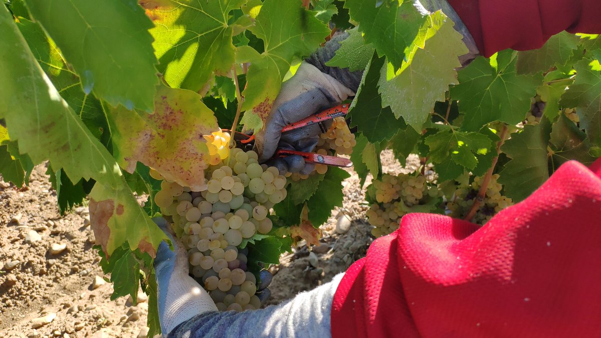 TaboadaWine's tweet photo. Harvest starts for @BodegasTaron, in the Northwest extreme of #DOCaRioja. Viura vineyard beside the Hermitage of Our Lady of Tironcillo, patroness of one of our villages, Cuzcurrita. A perfect rippening and a good weather forecast are the prelude of an excellent 2019 vintage! https://t.co/7lg1MWFxEM