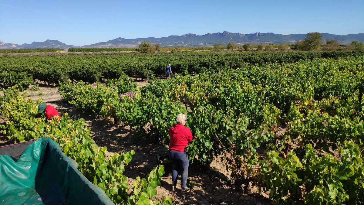 TaboadaWine's tweet photo. Harvest starts for @BodegasTaron, in the Northwest extreme of #DOCaRioja. Viura vineyard beside the Hermitage of Our Lady of Tironcillo, patroness of one of our villages, Cuzcurrita. A perfect rippening and a good weather forecast are the prelude of an excellent 2019 vintage! https://t.co/7lg1MWFxEM