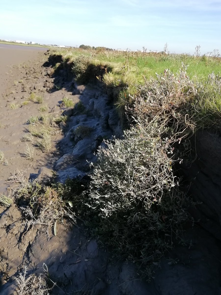 im_coasts's tweet photo. Has there ever been a nicer #cake to mark #transitions?! #tidalflat to #saltmarsh, @Cambridge_Uni to @tcddublin, @CamUniGeography to @Planetgeogblog... Thank you @LizChristie1 @UCamCoast! #creativescientist https://t.co/EUQi5kiW7F