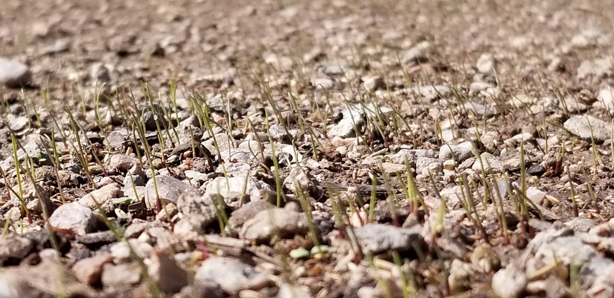 hofner1317's tweet image. 10 days post seed, seriously aren&apos;t these little germies the cutest thing you have ever seen #seednerd