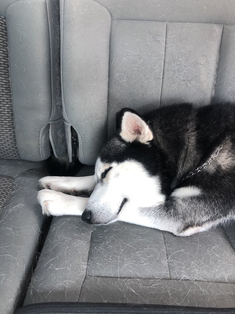 HELP: Jack, a Siberian husky, has been missing since a Tulsa man had his truck stolen with the dog in the back seat.

The truck was later found, but Jack wasn’t there. The last known location of the husky was around 51st and Yale.