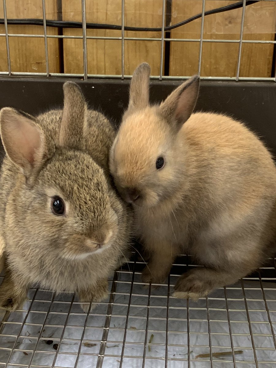 アミーゴ大町店 可愛いネザーランドドワーフの赤ちゃん入りましたヽ W ﾉ 小さくてフワフワで 守ってあげたくなっちゃいます 艸 可愛すぎです O O ネザーランドドワーフ うさぎ 可愛い 小さい 癒し ラビット アミーゴ大町店 広島