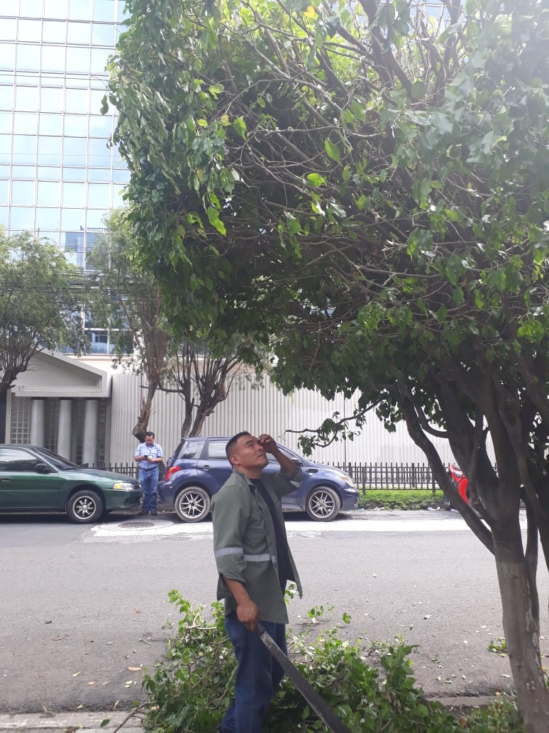 DefenssaCapital's tweet photo. Este día atendimos a la solicitud de Poda Preventiva ante esta época de lluvia en 9a Calle Poniente #950, Centro de Gobierno, del Distrito I.
#SSInteligente
#Smart912SS https://t.co/TXEFJFAiHy