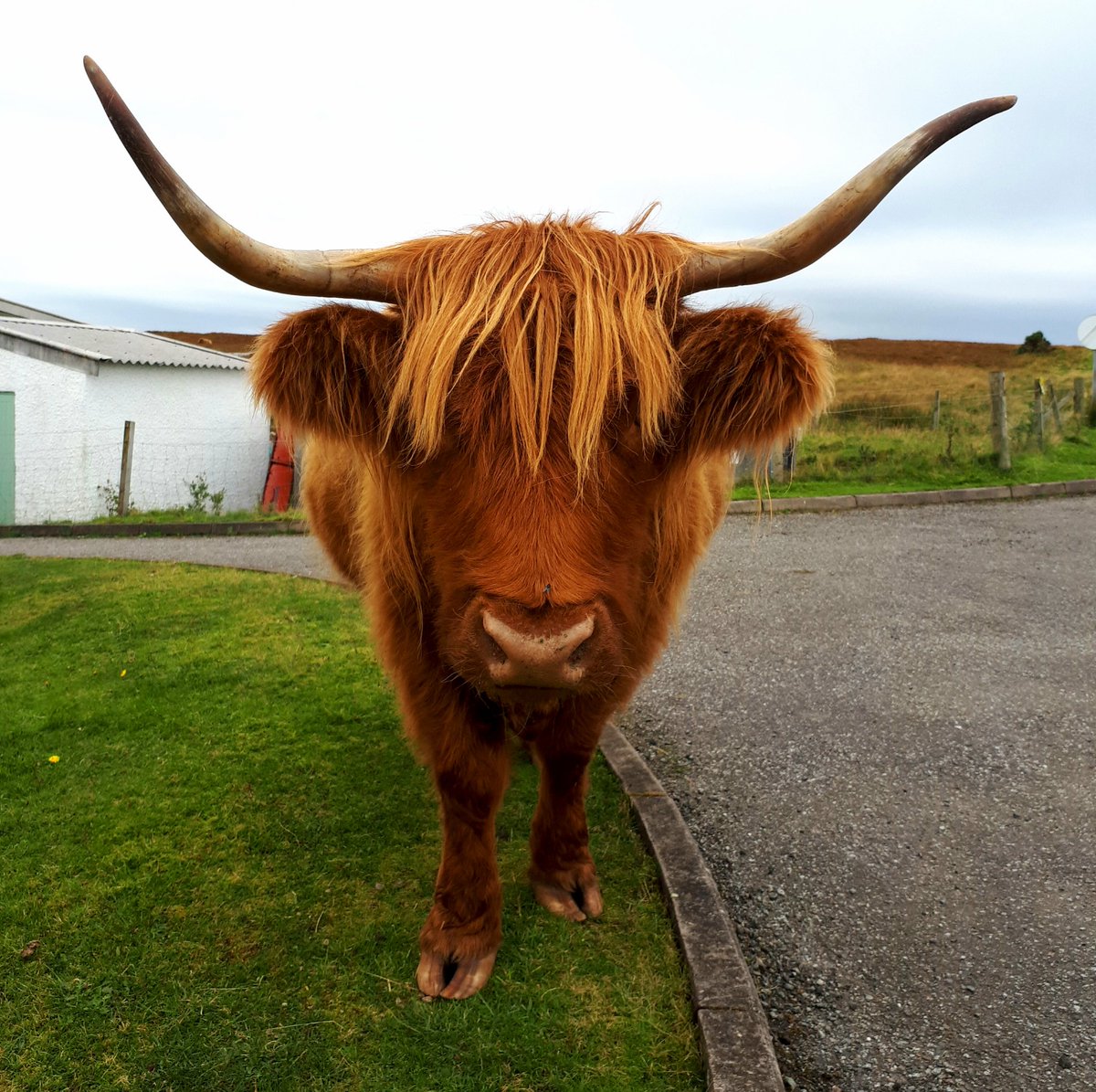 joewood86's tweet photo. Spotted on Mull before ferrying to Iona. @VisitScotland #CoosDay https://t.co/TVyJhkNglN