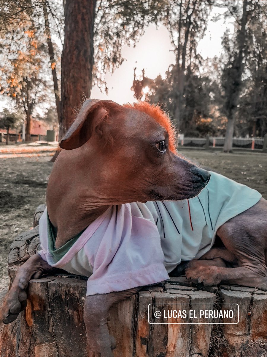 lucaselperuano's tweet photo. Relajado 🌞😎🧡🐾 #lucaselperuano #perro #perrosinpelodelperu #perroperuano #perrocalato #perroperuanosinpelo #Perú  #Arequipa #Lima #peruvianhair #petphotography #perrosperuanos #viringos #dog https://t.co/De9eDJqmJW